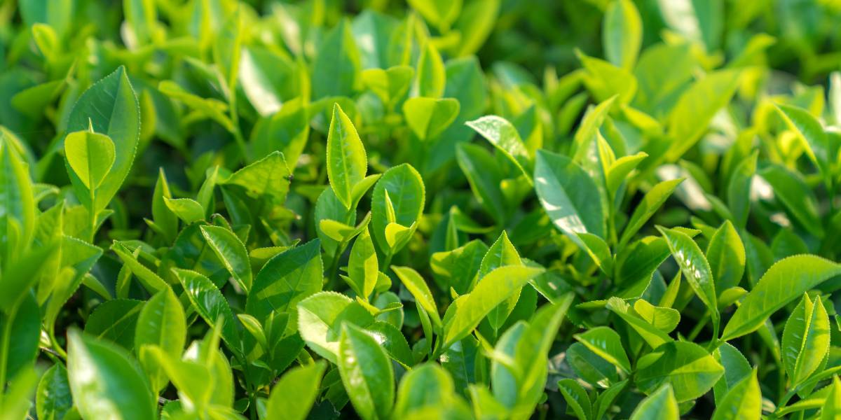 Australian Tea Farm