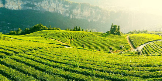 The Best Australian Loose Leaf Teas You Can't Miss - Tea Stop