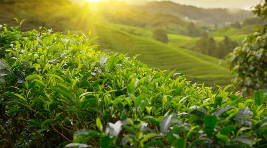 Sustainable Tea Farming: How Organic Practices Benefit the Environment and Tea Quality - Tea Stop