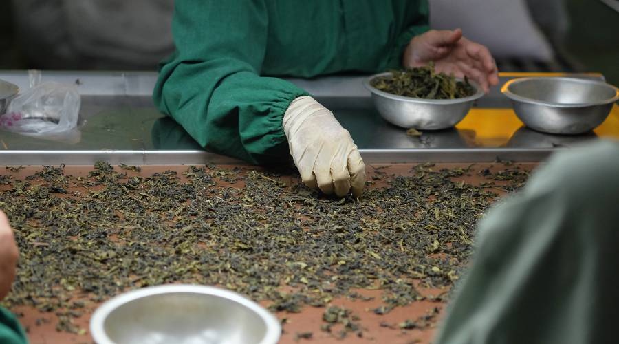 best organic tea in Australia